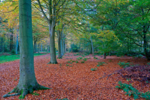 Felbrigg Great Wood