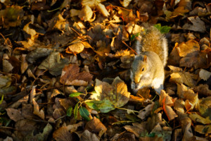 Grey Squirrel