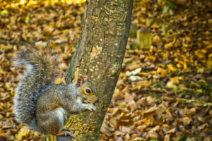 Grey Squirrel