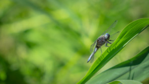 Blue Dragonfly