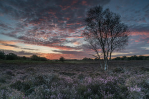 Westleton Heath