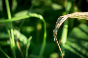 Blue Tailed Damselfly