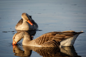 Brown Geese