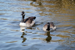 Canadian Geese
