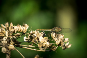 Common Darter Dragonfly