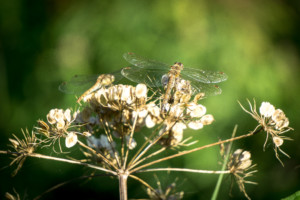 Common Darter Dragonflies