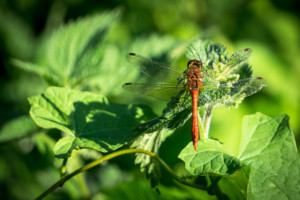 Common Darter Dragonfly