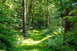 Felbrigg Great Wood