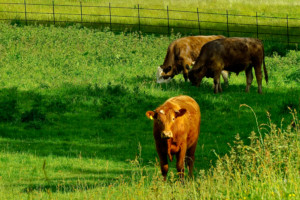 Cows at Felbrigg