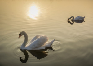 Sunlit Swans