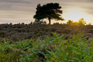 Dunwich Heath