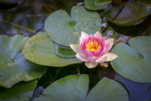 Pink Hardy Water Lily