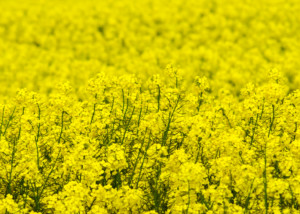 Rapeseed Field