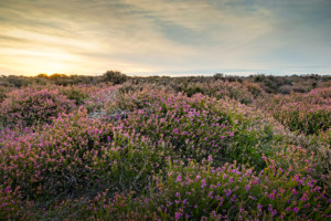Westleton Heath