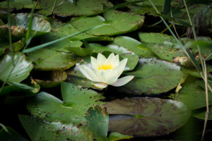 White Water Lily