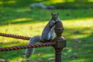 Squirrel holding an acorn