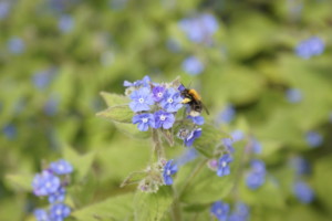 Bee