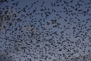 Bird Swarm
