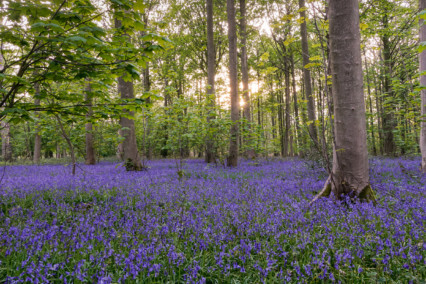 Bluebells at Blickling in Norfolk