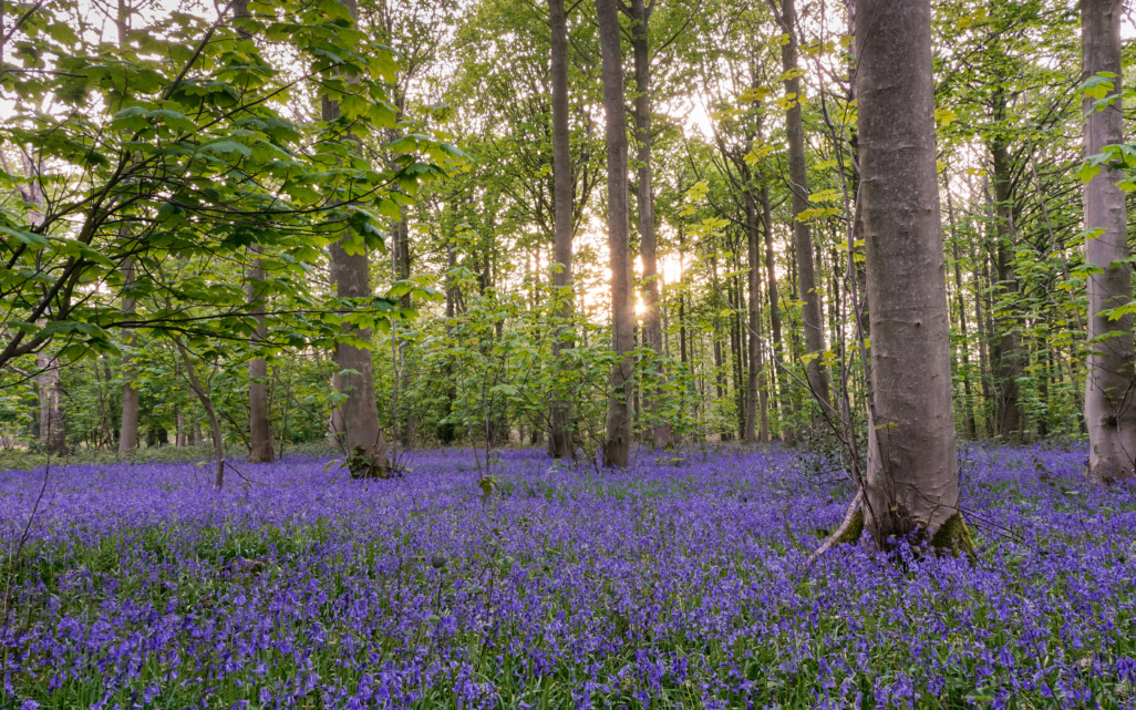 Bluebells at Blickling Estate