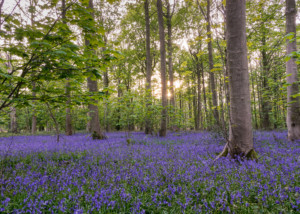 Bluebells at Blickling Estate