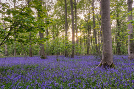 Bluebells at Blickling Estate