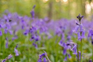 Bluebells at Blickling Hall
