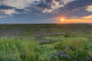Breydon Water Sea Lavender