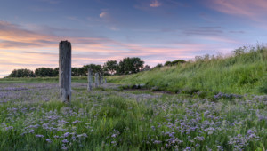 Breydon Water Sea Lavender at Sunset