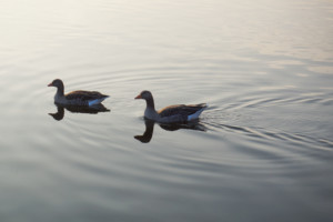 Brown Geese