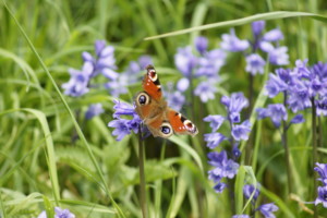 Butterfuly Bluebells