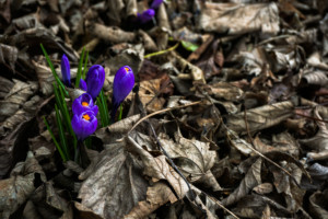 Purple Crocus Bulbs