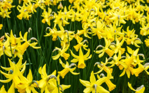 Daffodils