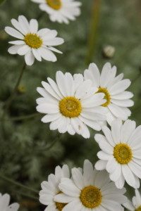 Daisies