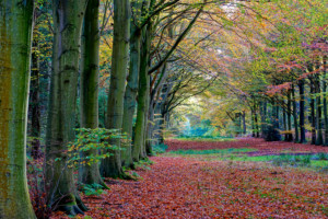 Felbrigg Great Wood