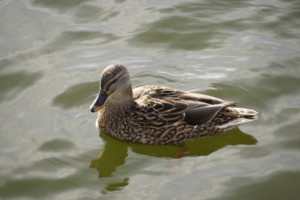 Female Gadwall