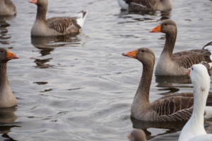 Grey Goose