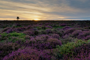 Heather at Dunwich Heath