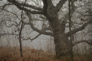 Herringfleet Hills, Suffolk