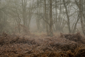 Herringfleet Woods, Suffolk