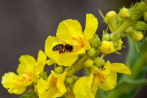 Honey Bee