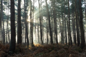 Horsford Woods, Norfolk