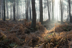 Horsford Woods, Norfolk