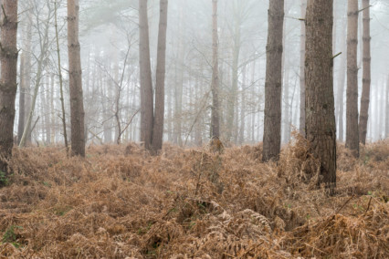 Horsford Woods, Norfolk