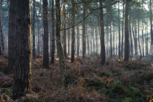 Horsford Woods, Norfolk
