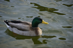 Male Mallard