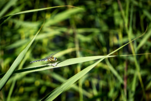 Migrant Hawker Dragonfly