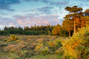 Norley Wood