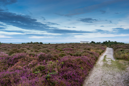 Dunwich Heath