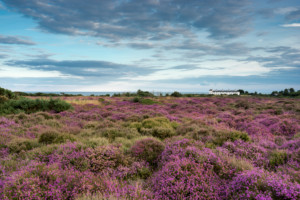 Dunwich Heath